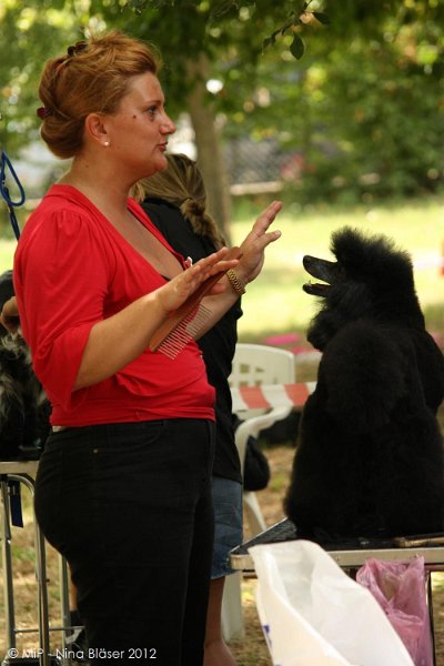 2012-07-01 B & B - Bedlington & Bichon Fun Day (84)_1000x1500.jpg